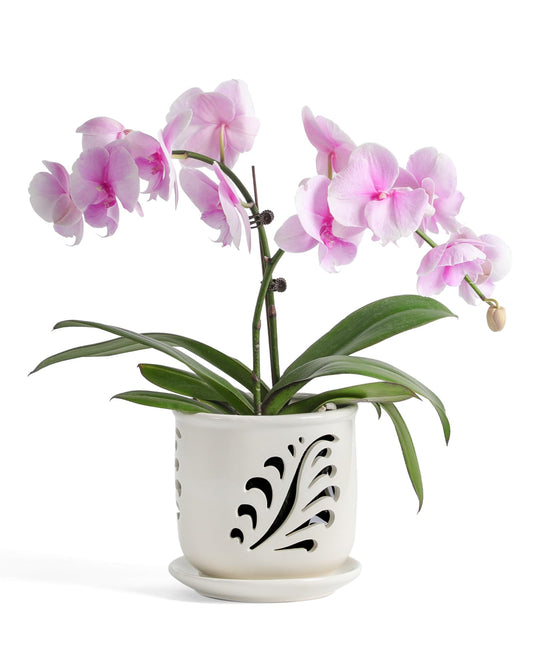 Fayoula Ceramic Orchid Pot, 6 Inch Orchid Pots with Holes and Saucer for Indoor/Outdoor Plants Drainage & Air Circulation, White Orchid Planter for Repotting or New Plants