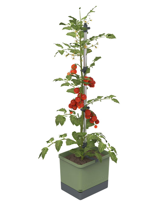 BUZZY Seeds Self-Watering Vertical Tomato Planter with Trellis – 1.2 Gal Reservoir, Large Capacity Planter for Tomatoes & Climbing Plants (Green)