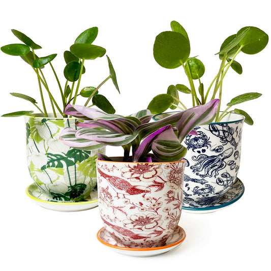 CHIVE 'Liberte' Set of 3 Ceramic Succulent Planters, Cute Vintage Style Pots for Indoor Plants, Beautiful Home and Kitchen Decor, Green Red Blue (Mix 8)