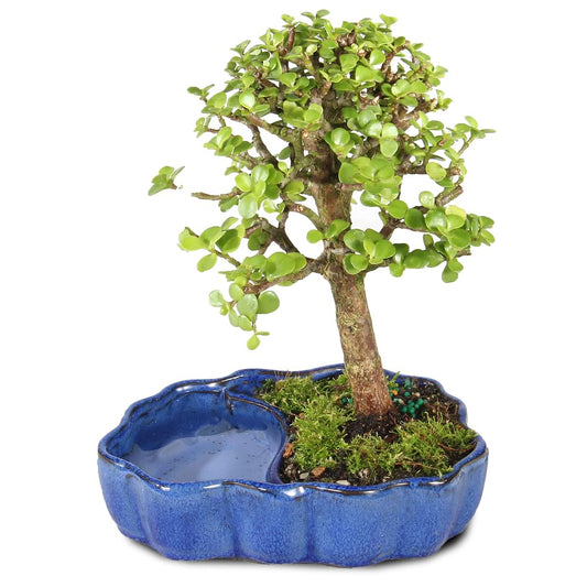 Brussel's Bonsai - Live Dwarf Jade Bonsai Tree in a Zen Ceramic Bonsai Pot, Indoor Succulent Houseplant, 3 Years Old, 5-8 Inches Tall, Easy Care Plant for Home or Office (Small, Green)