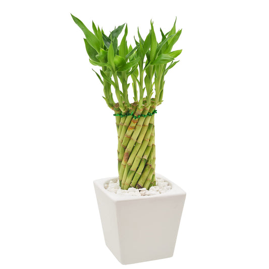 Arcadia Garden Products LV34 Tornado Lucky Bamboo, Live Indoor Plant in Carolina Square Ceramic Planter for Home, Work, or Gift, White