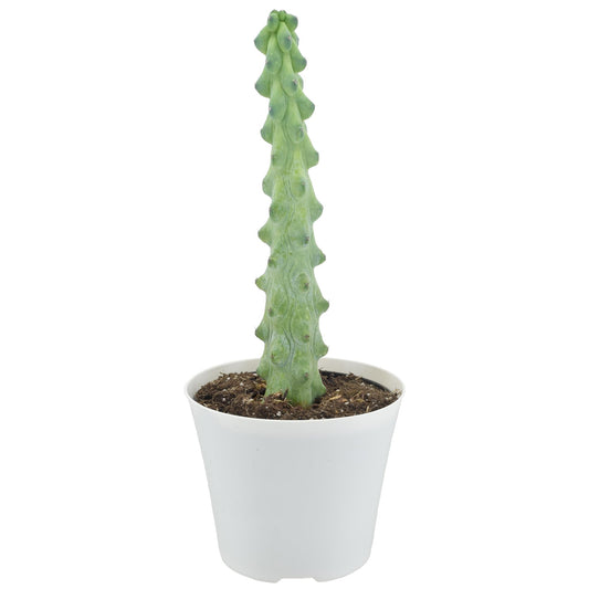 Arcadia Garden Products LV76 4" Boobie Cactus Rare Live Indoor Houseplant in Plastic Pot for Home, Work or Gift, White *** Cannot Ship to Hawaii ***