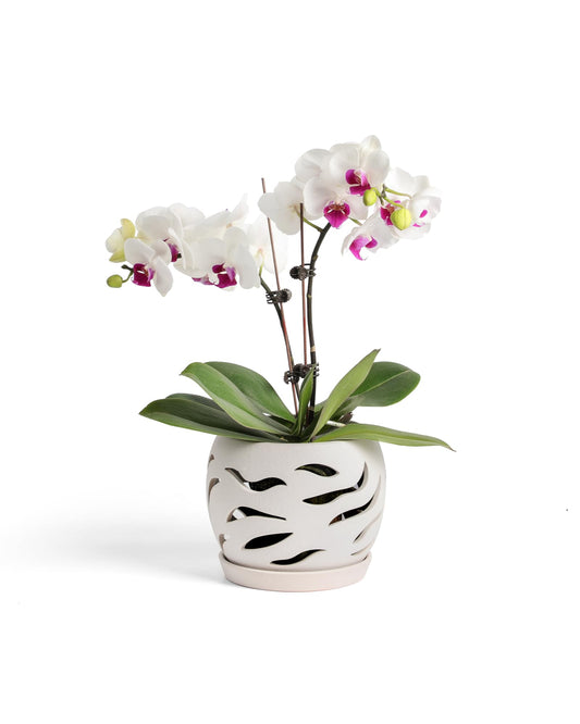 Fayoula Ceramic Orchid Pot with Holes & Saucers, 5.5 inch Plant pots for Indoor and Outdoor use, Wind-Worn Texture Cutout Promoting air Circulation and Drainage(Pots Only)