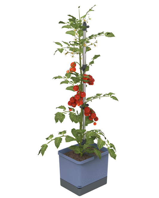 BUZZY Seeds Self-Watering Vertical Tomato Planter with Trellis – 1.2 Gal Reservoir, Large Capacity Planter for Tomatoes & Climbing Plants (Blue)
