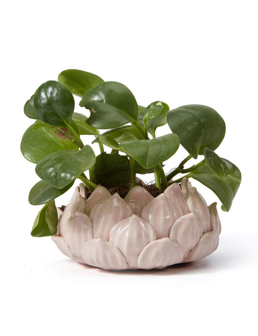 SEINHIJO Indoor Planter Ceramic Succulent Cactus Pot Flower Gift Modern Decor Art for Living Room Office Home Pink 7.1inch