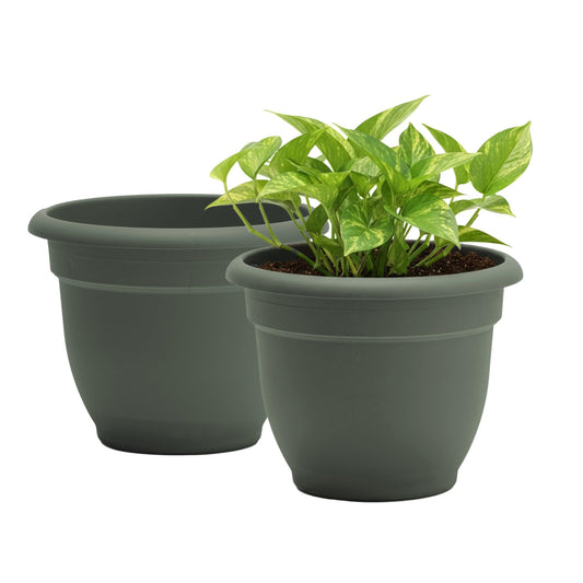 Bloem Ariana 12" Self-Watering Plastic Planter - Rolled Rim Indoor/Outdoor Garden Pot, Basil, 2-Pack