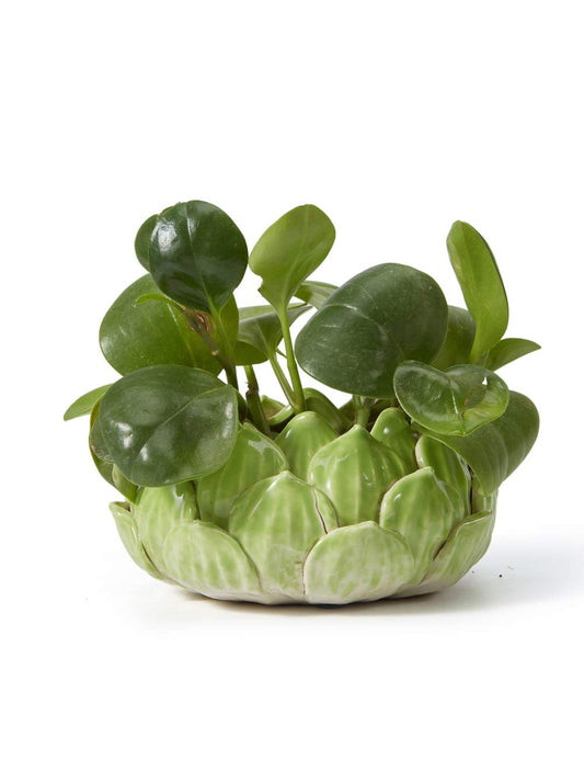 SEINHIJO Indoor Planter Ceramic Succulent Cactus Pot Flower Gift Modern Decor Art for Living Room Office Home Green 7.1inch