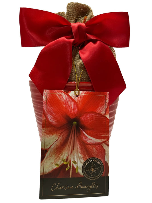 Elegant Charisma Amaryllis Gift Growing Kit. Beautiful Ceramic Pot, Big Charisma Bulb, a Burlap Bag and Growing Medium!!