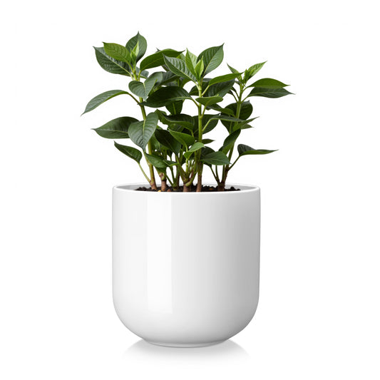 vancasso 6 Inch Ceramic Plant Pots, Planters with Drainage Hole, Flower Pots Planters Pots for Indoor Plants, Modern Indoor Decorative Garden Pot, Home Decor, White