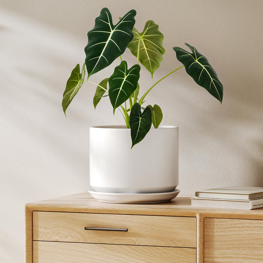 LE TAUCI Ceramic Pots for Plants, 8 Inch Plant Pot with Drainage Hole & Saucer, Modern Minimalist Planters for Indoor Plants, Round Flower Pot for Snake Plant, Monstera, Perfect for Home Decor, White