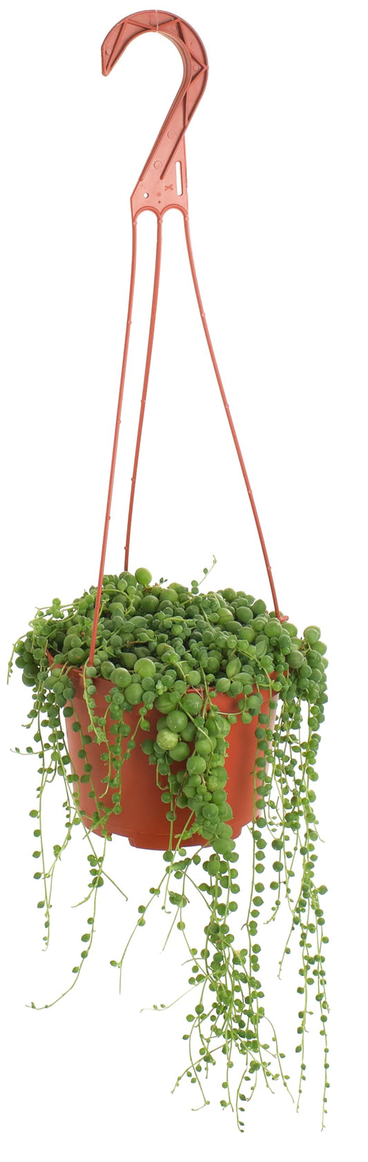 Shop Succulents 6" String of Pearls Hanging Succulent Live Plant, Versatile for Hanging Baskets, Vertical Gardens, Indoor & Outdoor Decor, Low-Maintenance Indoor Plant