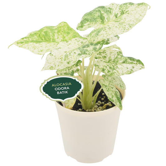 Arcadia Garden Products Live Odora Batik Alocasia Variegated Rare Indoor Houseplant in Plastic Pot, Tropical Plant Collector Gift for Home and Garden Decor, 4-inch, Beige
