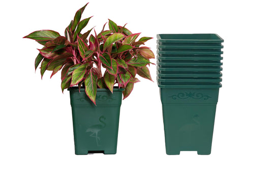 2 Gallon Square Nursery Pot Plastic Planters for Outdoor Indoor Plants 10-Pack with Drainage Holes Green