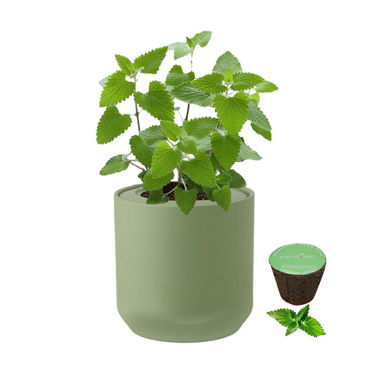 Environet Hydroponic Herb Growing Kit, Self-Watering Kitchen Herb Garden Starter Kit with Green Ceramic Pot and Seeds (Catnip)