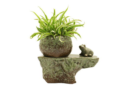 Cotta Planters Self Watering Ceramic Pot with Plant Buddy Frog Figernie in Two Tone Patina Glaze