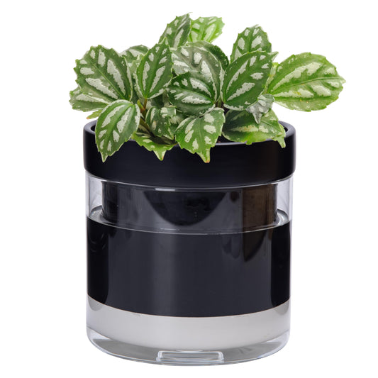 Phoenix Vine 6 Inch Self Watering Terracotta Planter, Black Terracotta Clay Pot with Glass Reservoir for Indoor Plants, Herbs, Flowers, Set of 1, 52-C-F-1