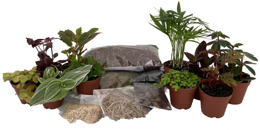 Hirt's Terrarium Kit with 10 Terrarium Plants in 2" Pots