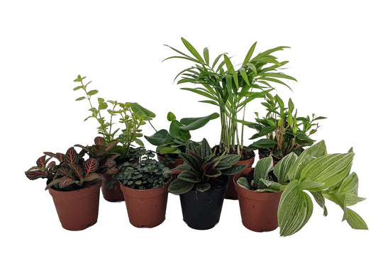 Terrarium & Fairy Garden Plants - 8 Plants in 2" pots