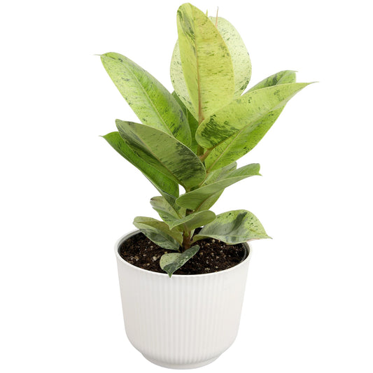 Ficus Shivereana 'Moonshine', Rare Rubber Trees, Unique Live Houseplant Decor in 6" White Pot, Easy Gift, Variegated Live Ficus Houseplants, Office & Decorative Plants by Plants for Pets