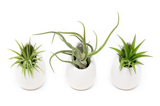 White Ceramic Wall Planter Assorted Air Plants - Live Tillandsia in Holder Succulents Vase - Home & Garden Decor - Easy Care (3 Small Planters with 3 Air Plants)