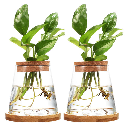2pcs Glass Plant Propagation Station with Wooden Base Hydroponic Plants Vase for Indoor Decor Glass Terrarium Vase Jars Home Kitchen Decorations and Gifts for Planter Lovers