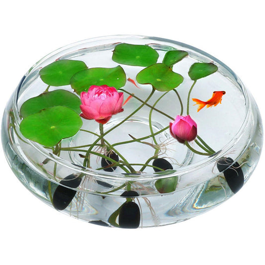 Lotus Bowl Planter Glass Lotus Bowls for Planting in Water Indoors Bonsai Pots No Drainage Hole Hydroponic Aquatic Plants Terrarium Fish Bowls Large
