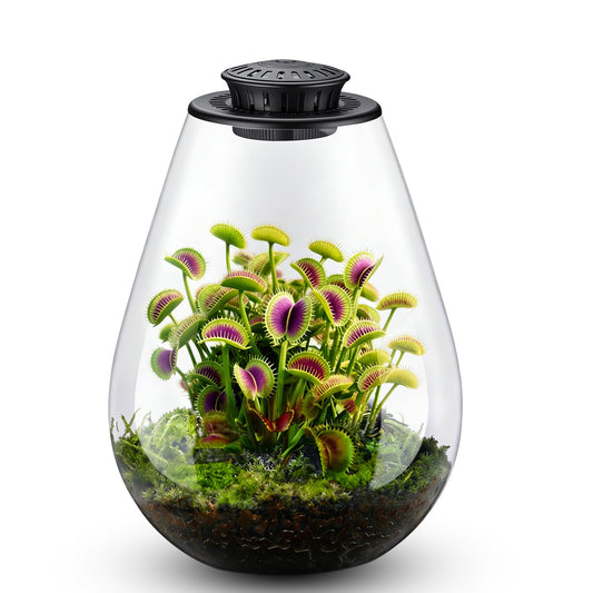 Xyingshine Glass Plant Terrarium with LED Grow Light, 7.8" Borosilicate Terrarium with Adjustable Ventilation & Timer, for Venus Fly Trap, Moss, Succulents, Mini Landscape, Desk Decor for Home Office