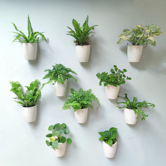 LáLáGreen Wall Planters for Indoor Plants - 10 Pack, 4 Inch Self Watering Planters and Pots, White Wall Mount Planter Plant Holder, Modern Hydroponic Wall Pots Vertical Living Plant Garden Decor