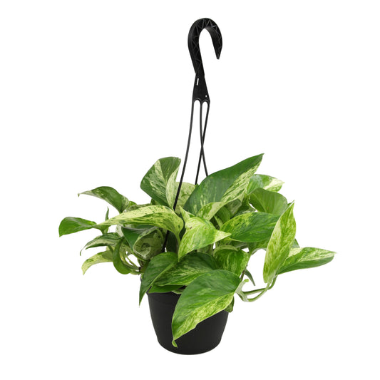 Variegated Marble Queen Pothos in 6" Hanging Basket with Detachable Hook, Live Plant Decor, Real Houseplant for Home or Office, Real Easy to Grow Houseplants by Plants for Pets