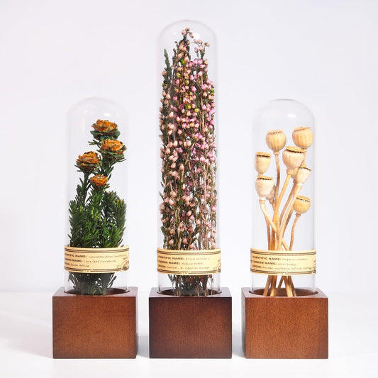 3Pcs Dried Flower Decor,Knick Knacks for Shelves,Cool Stuff for Bookshelf,Small Plants Decor for Office Shelves,Natural Green Plants Boho Shelf Decor,Apothecary Decor,Unique Gifts for Women,Friends