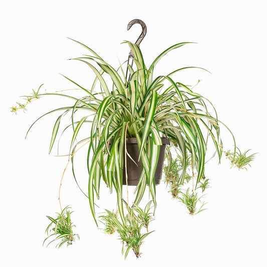 Perfect Plants Spider Plant in 8in. Hanging Basket | Live Houseplant for Indoor Growing | Easy to Care for & Keep Alive | Beautiful Green & White Variegated Leaves