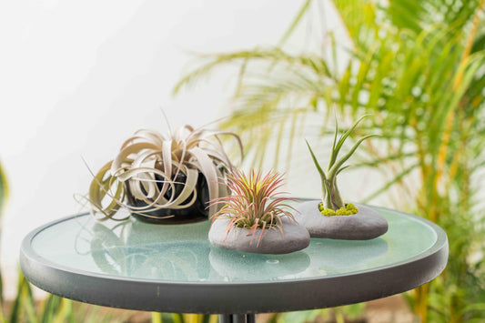 3 Pack Gray Ceramic Stone Holder with Assorted Air Plants - Live Tillandsia Succulent House Plant - Wholesale and Bulk - Home and Garden Decor - Easy Care Indoor and Outdoor Plant