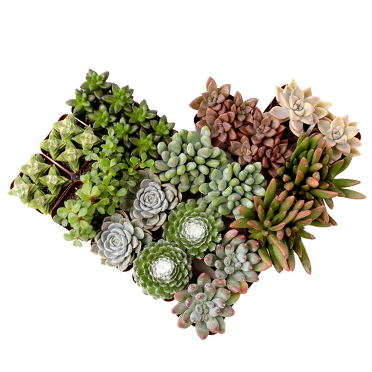 Succulents Plants Live (20PK) Potted Succulent Plants Live House Plants, Cactus Plants Live Plants Indoor Plants Live Houseplants, Indoor Plant Succulents Live Plant House Plant by Plants for Pets