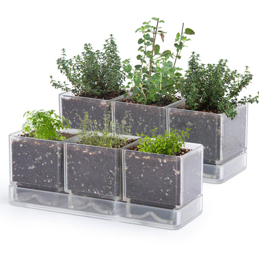 D'vine Dev Herb Garden Planter Set, Acrylic Plant Pots with Drainage and Saucer, Indoor Succulent Cactus Vegetable Pot for Windowsill, Garden Balcony, Clear, Set of 2, 76-V-D-2
