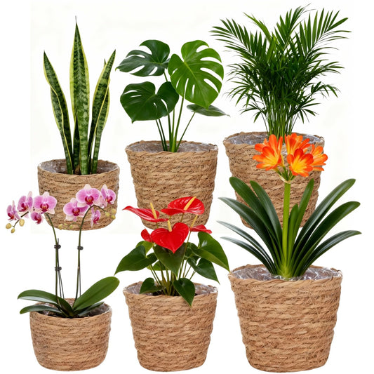 6 Pcs Plant Baskets Indoor with Plastic Liners, Wicker Hand Woven Plant Baskets, Flower Pots Storage Containers in 3 Sizes, Decorative Planters for Home, Balcony, Office