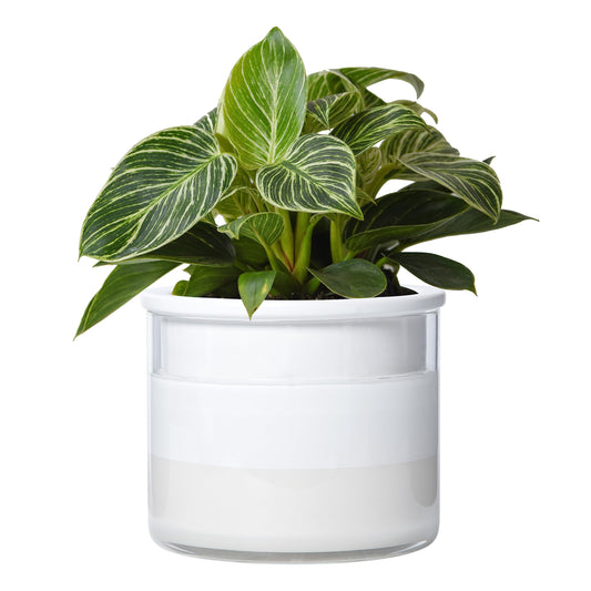 Phoenix Vine 6 Inch Self Watering Planter Pot, Design White Terracotta Pot for Plants, Indoor Cylinder Terra Cotta Pot with Glass Vase, Set of 1, 51-B-F-1