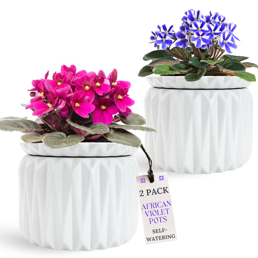 Thriving Thicket 6 Inch African Violet Pots Self Watering, Ceramic Planter with Water Reservoir and Fill Lines, 4 Inch Opening, Indoor Flower Pot, Holds 3 Weeks of Water (2 Pack White)