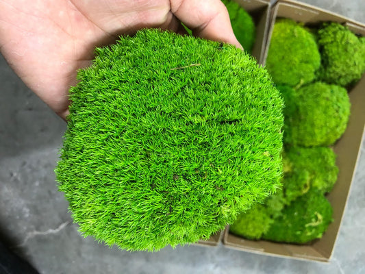 Prefleur Preserved Pole Moss Pillow Bun Cushion Natural Green Decorative Real Natural Green DIY Kit Terrariums Gardenning Art Wall Decor Florist Decor Easter Table Wedding(1.5 sq.ft, Green-B)