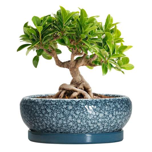 EPFamily Ceramic Bonsai Pots - 8 Inch Succulent Planters Indoor Outdoor, Bonsai Planters with Drainage Hole and Saucer, Shallow Planter, Round Planter Bowl, Home Decor, Gifts for Plant Lovers, Blue