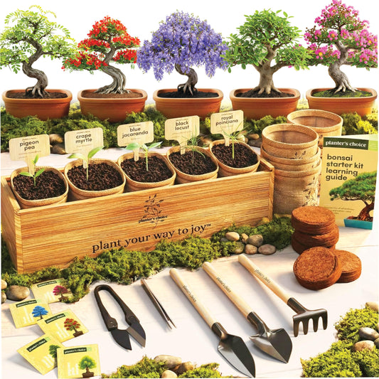 Planter's Choice Bonsai Tree Starter Kit - Birthday Gifts for Women, Men, Adults - Indoor Live House Plants - DIY Adults Craft Kits - Unique Hobby Gift Gardening Lovers - Gift Ideas Mom, Her, Friend